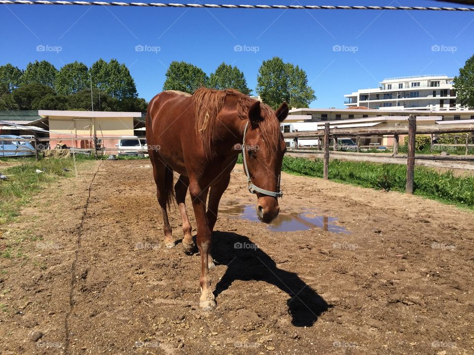 Where is you're name the horse ?