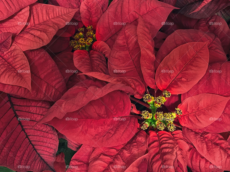 Closeup of poinsettia flowers