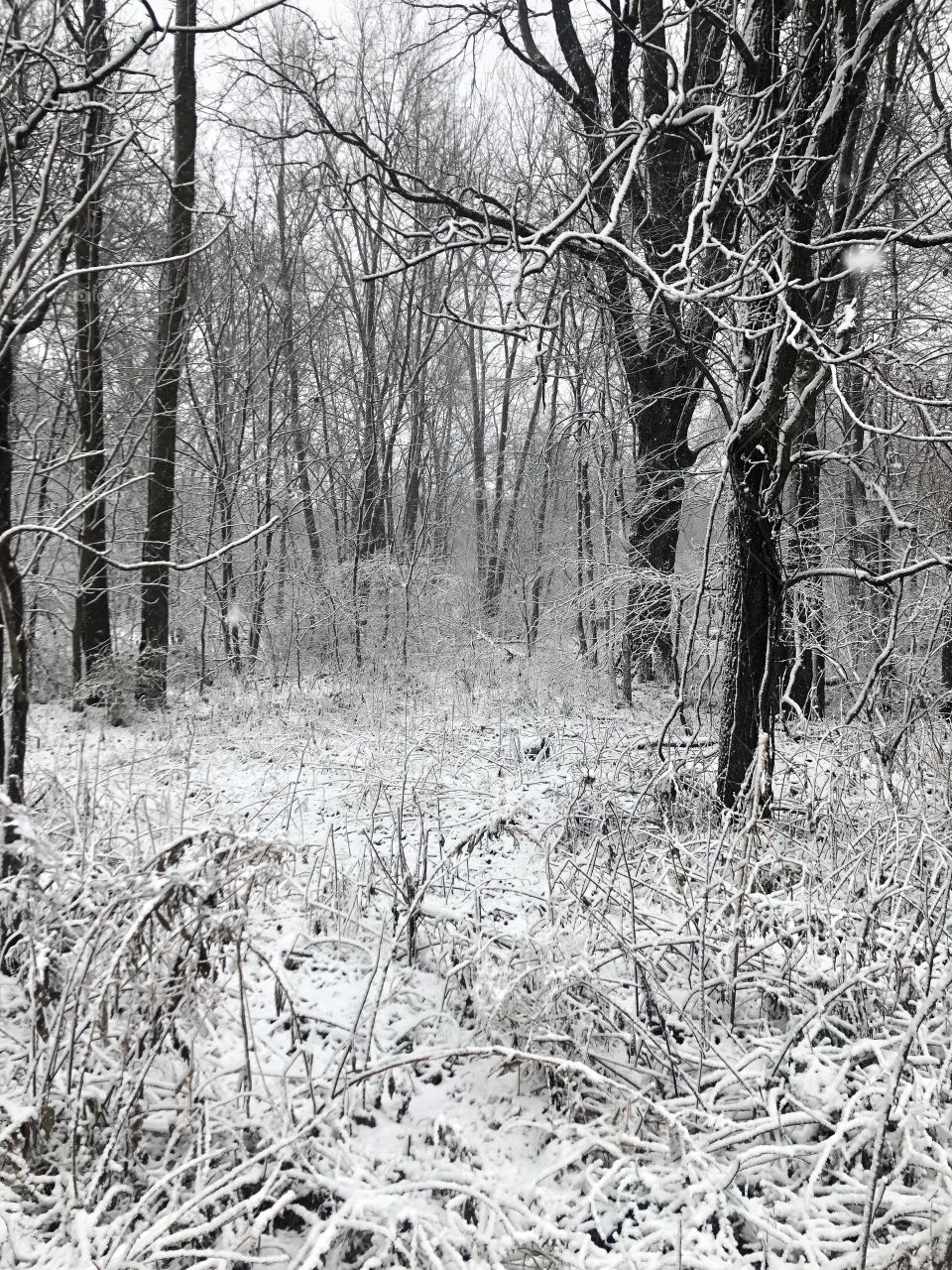 Winter woods 