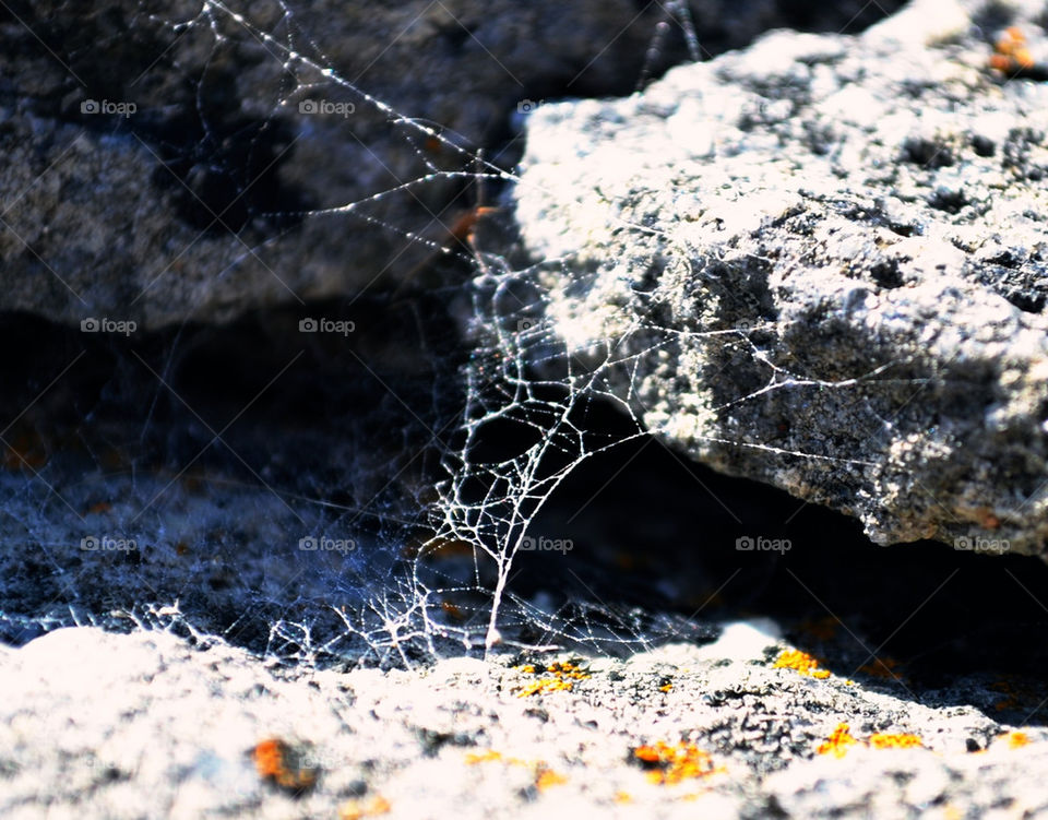 Spindelnät bland klippor