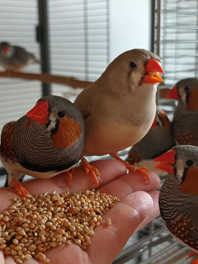 Zebrafinch