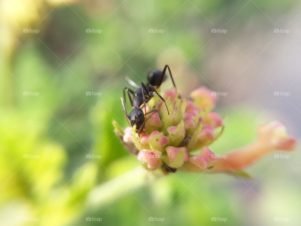 insect on flower