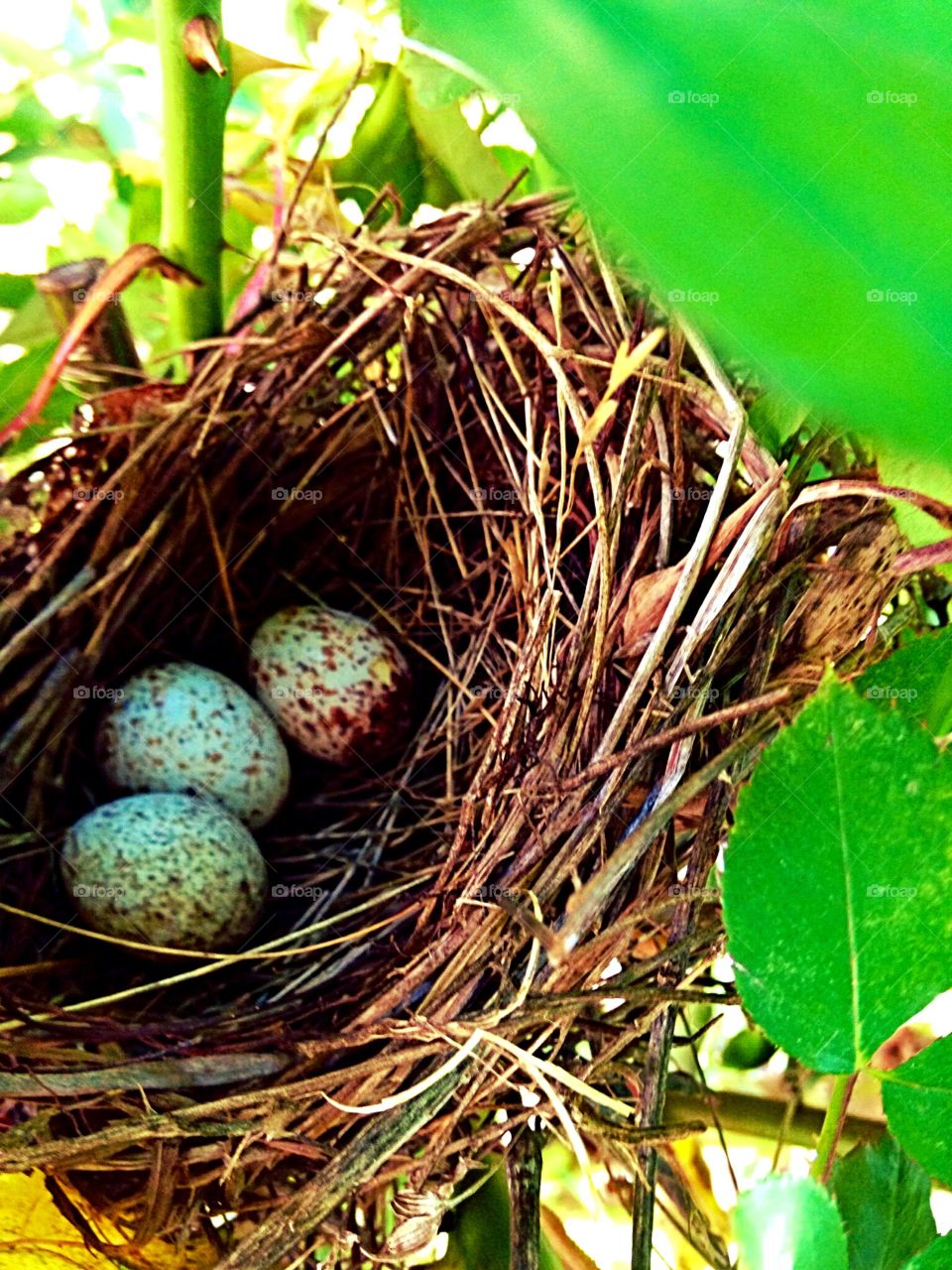 Cardinal nest 