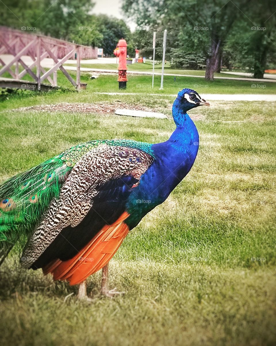 Peacock and his colors at the zoo