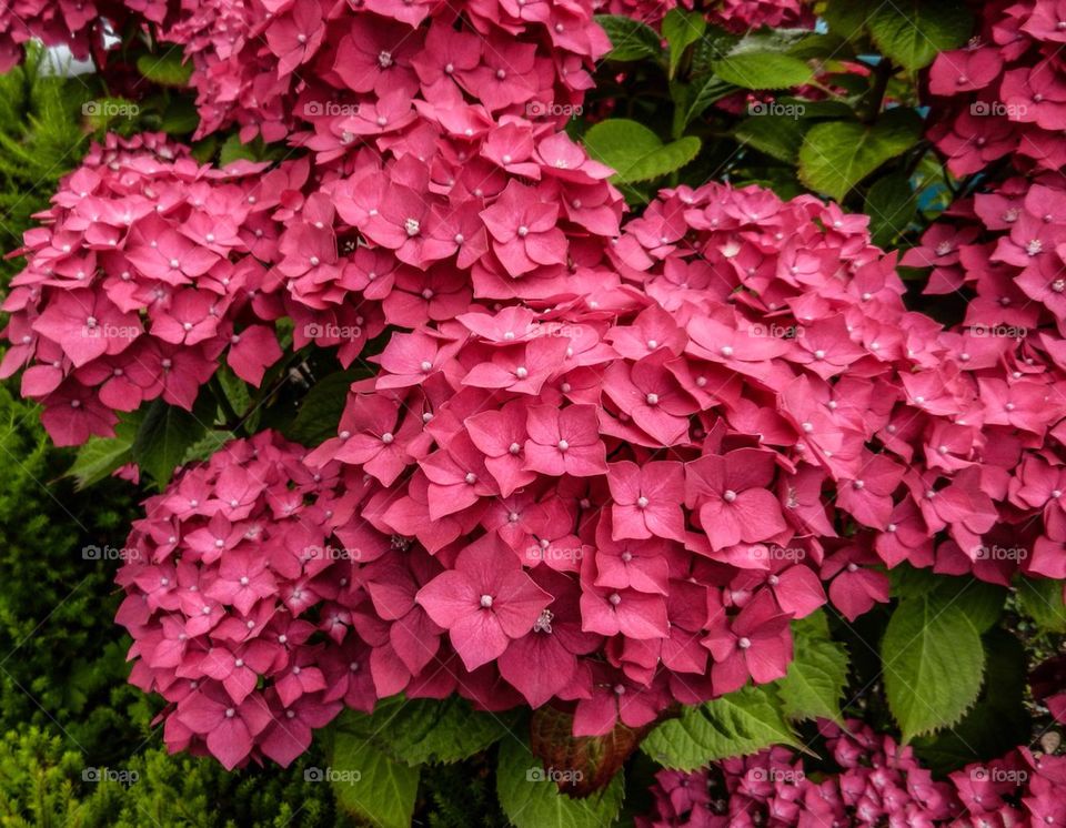 Hydrangea