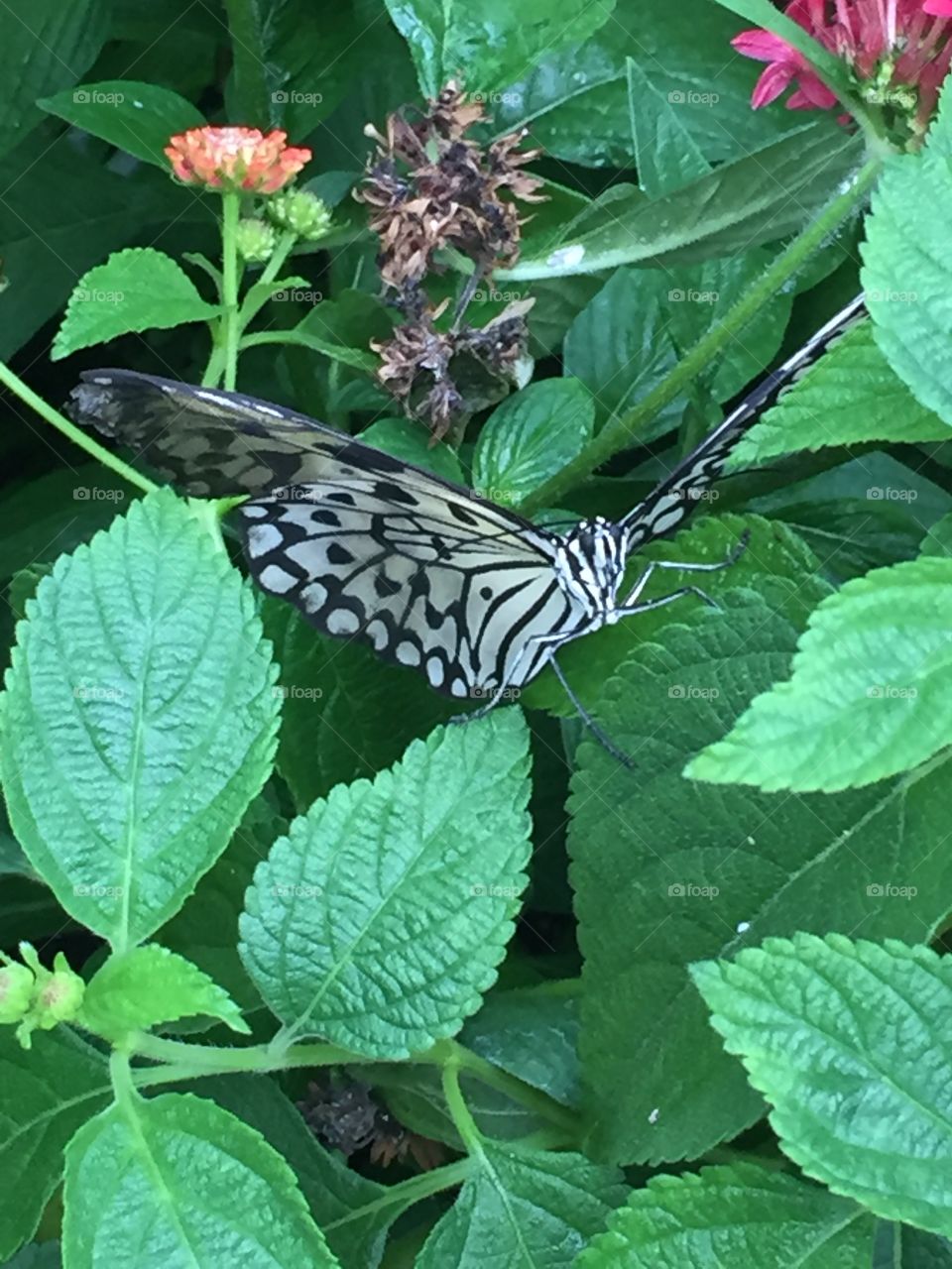 Butterfly butterfly 
