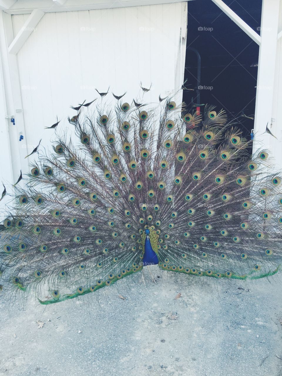 Peacock at farm 