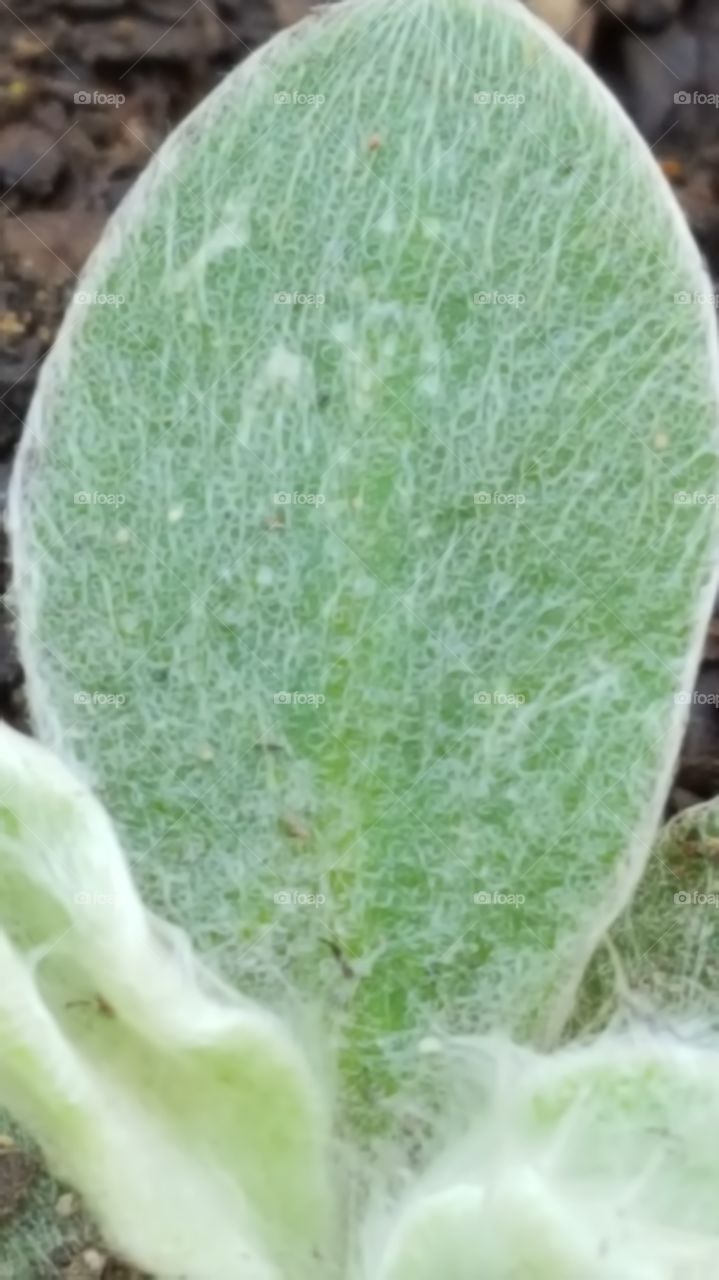 fuzzy leaf