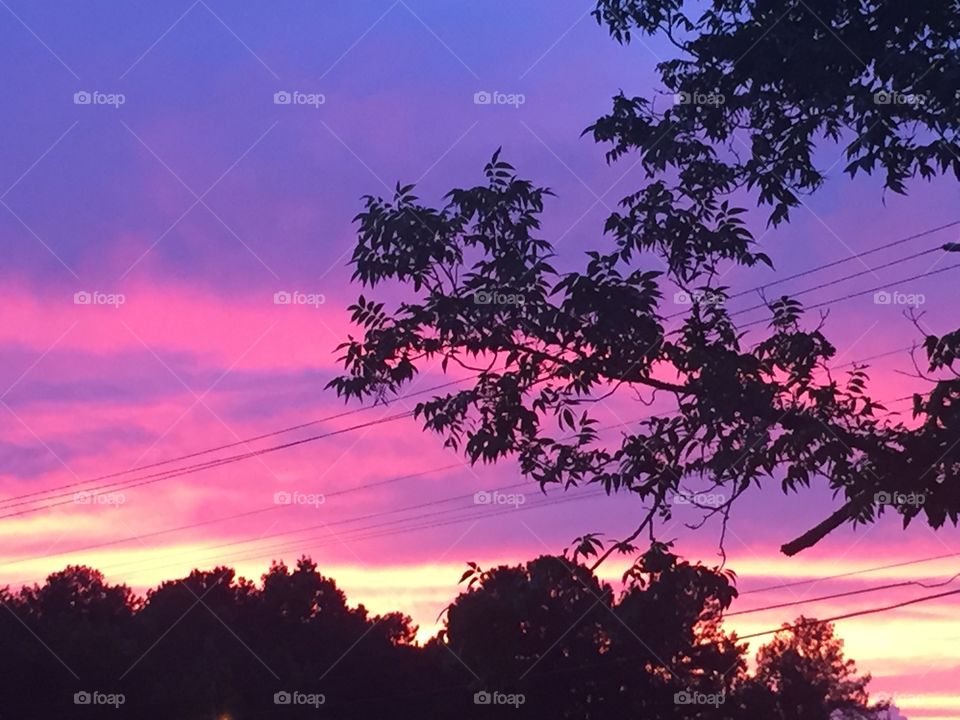 Gorgeous lavender and deep rose pink sky with a trees branches stretching across the scene. 