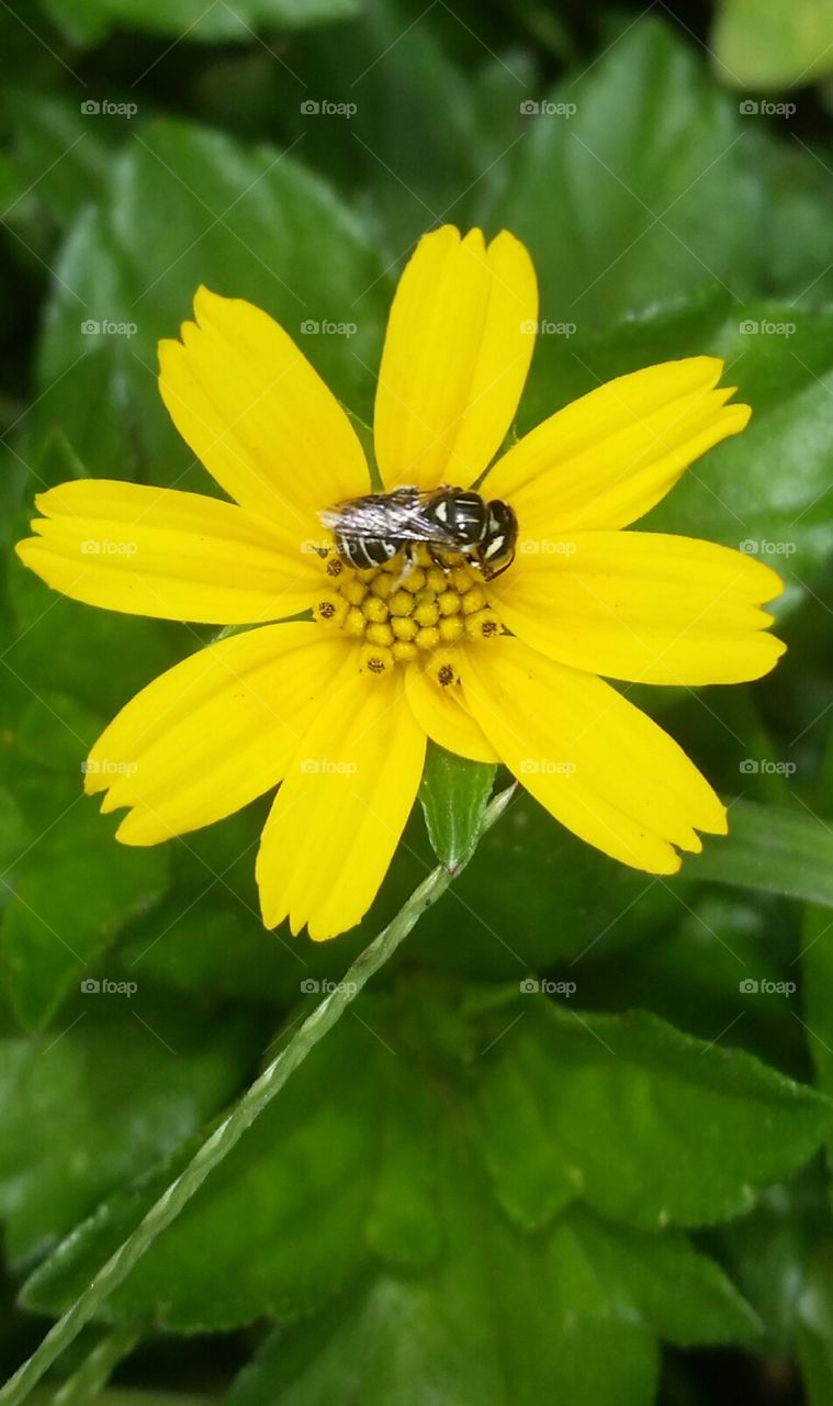 Wild flower with Bee