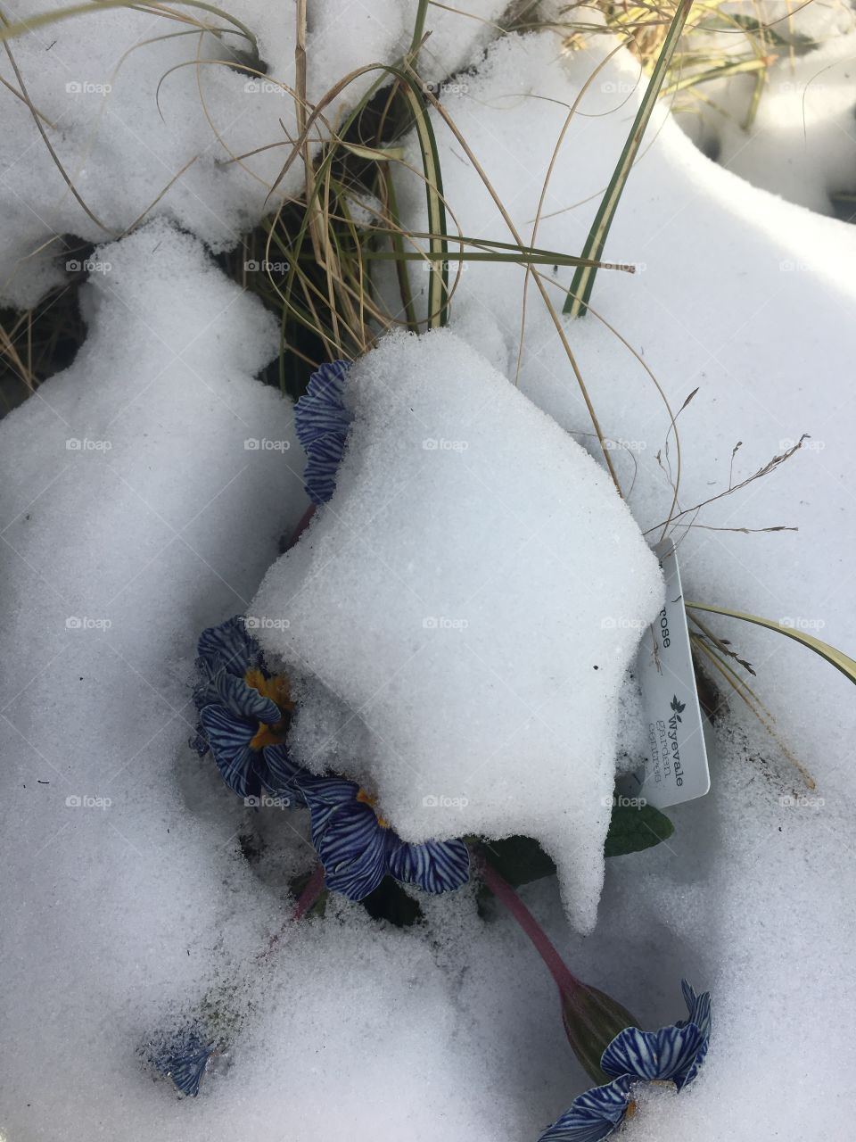 Denim primroses peeking out of the snow