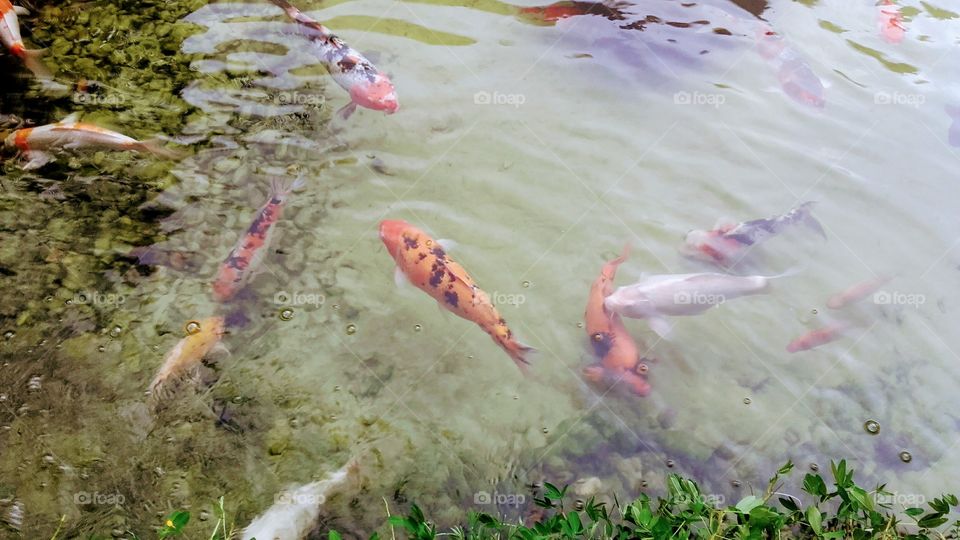 Water, Nature, Fish, Underwater, Outdoors