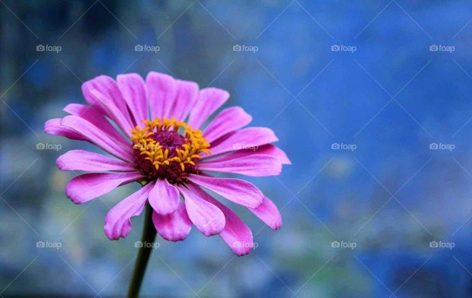 Zinnia in Pink