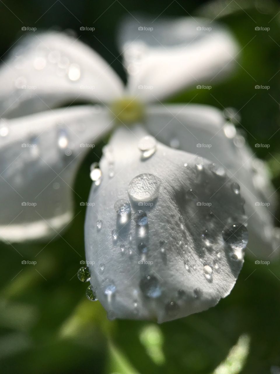 water drop on flower after the rain in Thailand