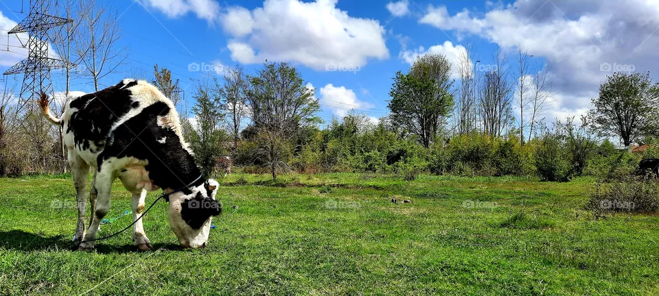 cow