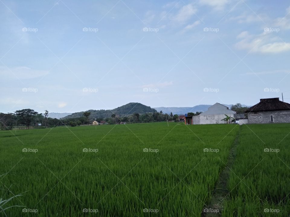 Rice field