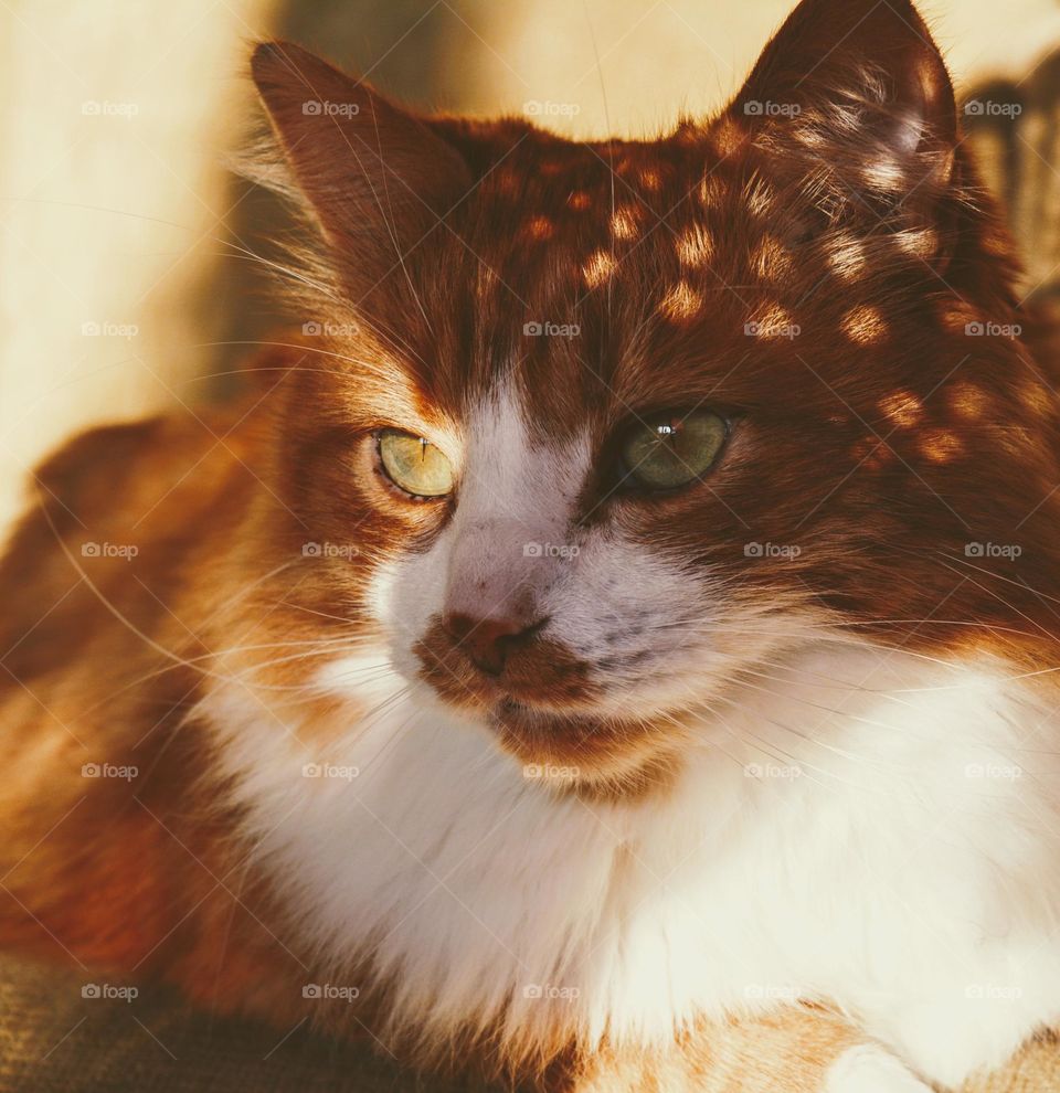 cat beautiful portrait in sunlight and shadows