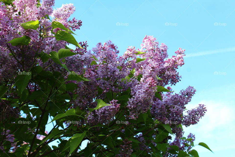 Beautiful lilac tree 