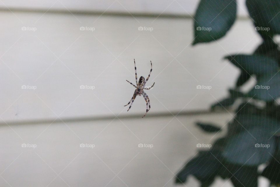 spider