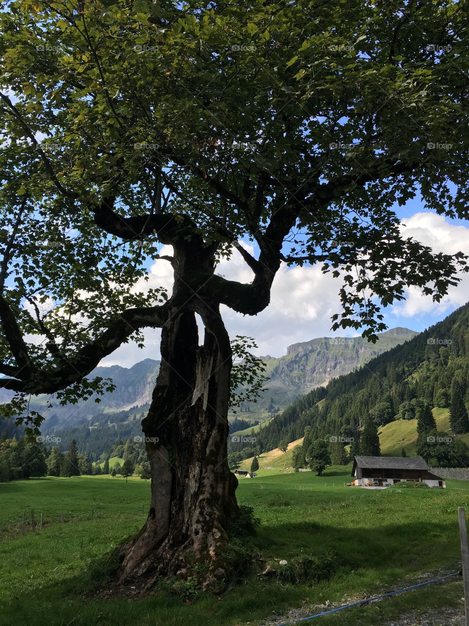 Scenic view of trees