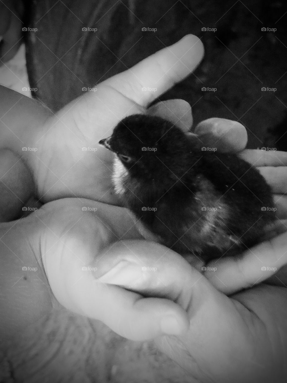 Just Hatched. A baby chick newly hatched, gently being held in a little girl's hand