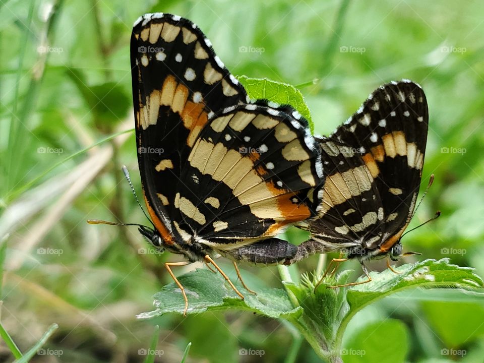 Closeup of two mating Chlosyne lacinia butterflies near ground between blades of grass. Also know as bordered patch or sunflower patch butterflies. They are a North & South American butterfly in the family Nymphalidae.