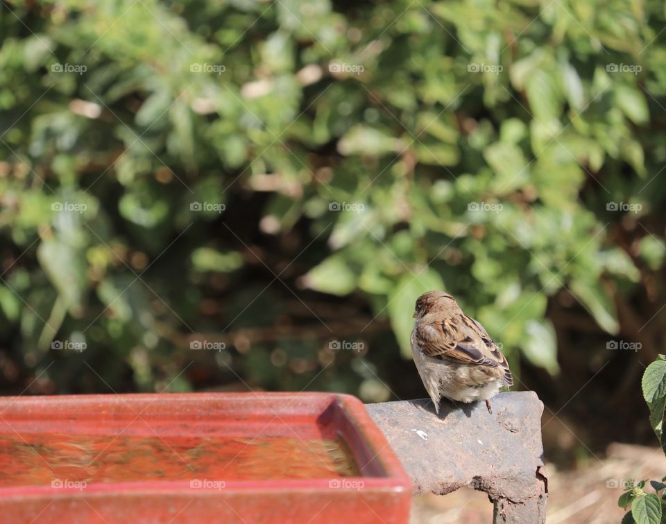 Sparrow perched beside garden birdbath