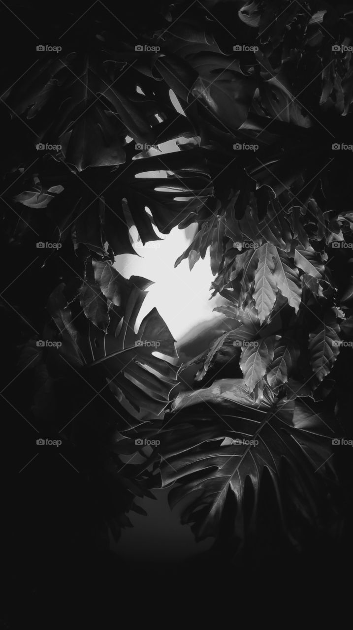 Monstera leaves in black and white