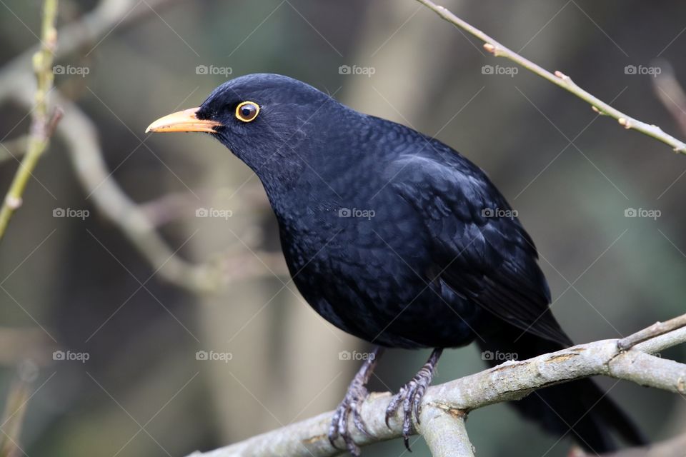 Male Blackbird 
