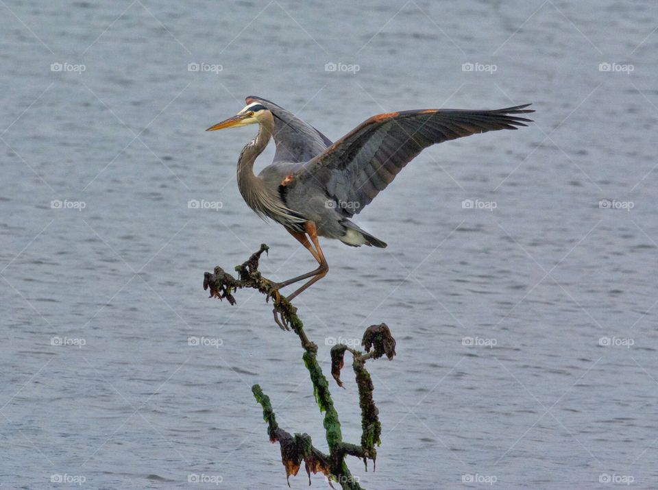 Great Blue Heron