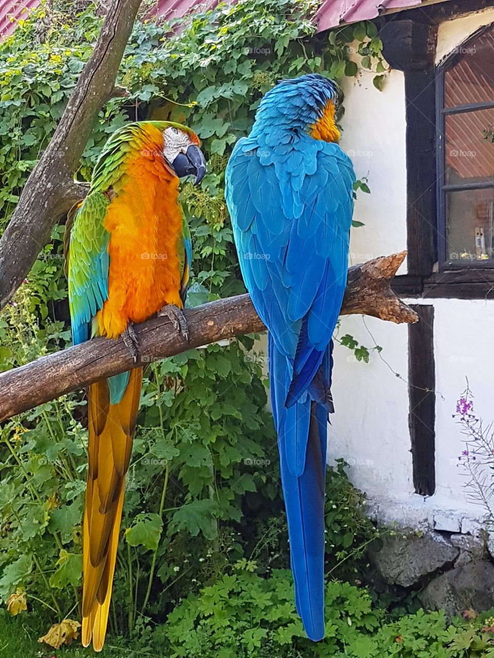 Parrots talking to eachother