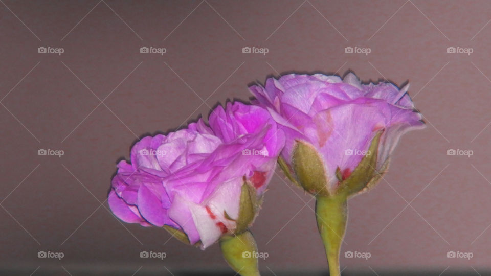 Beautiful Purple Roses #my house