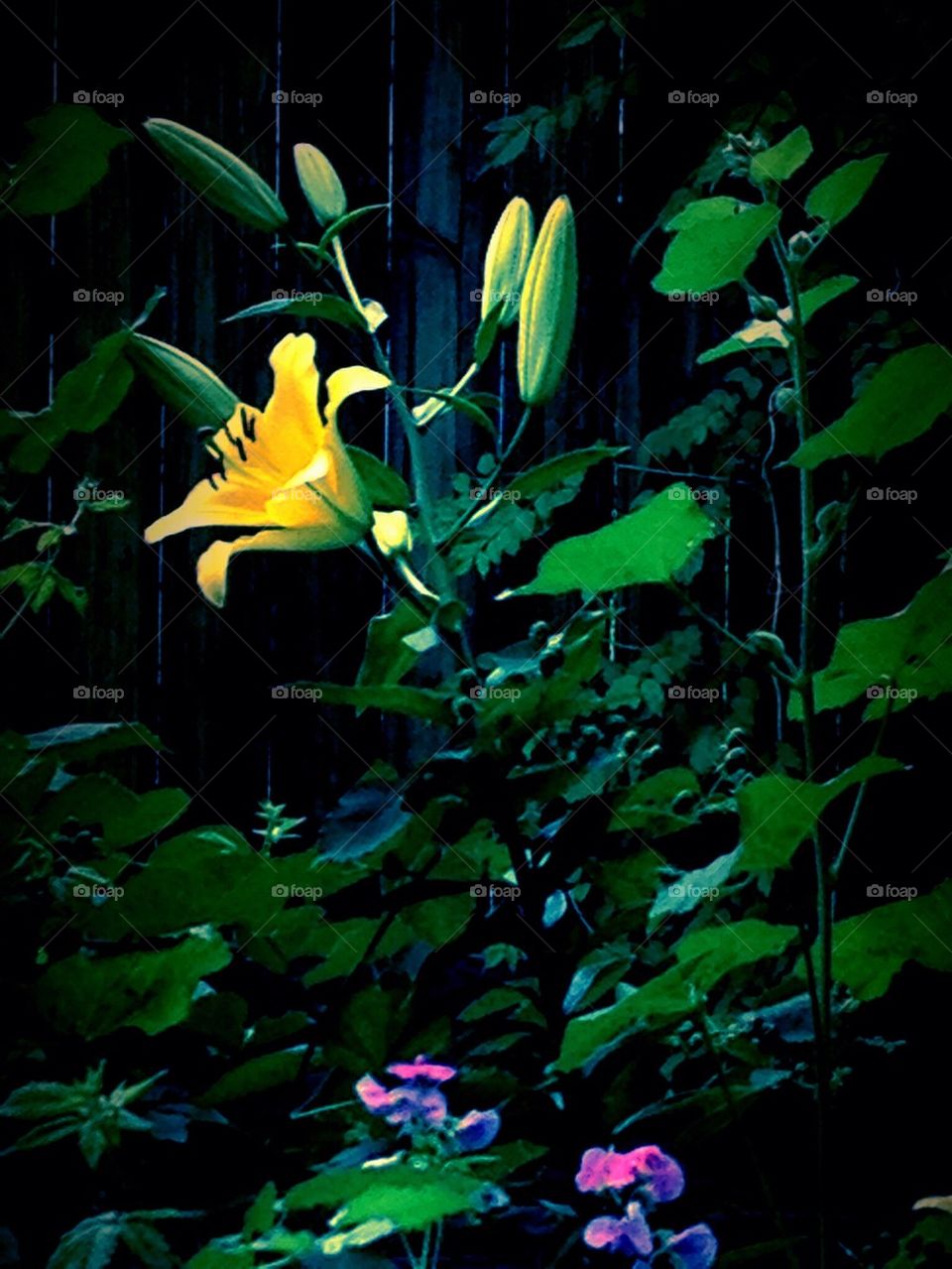 The lily and it's beauty