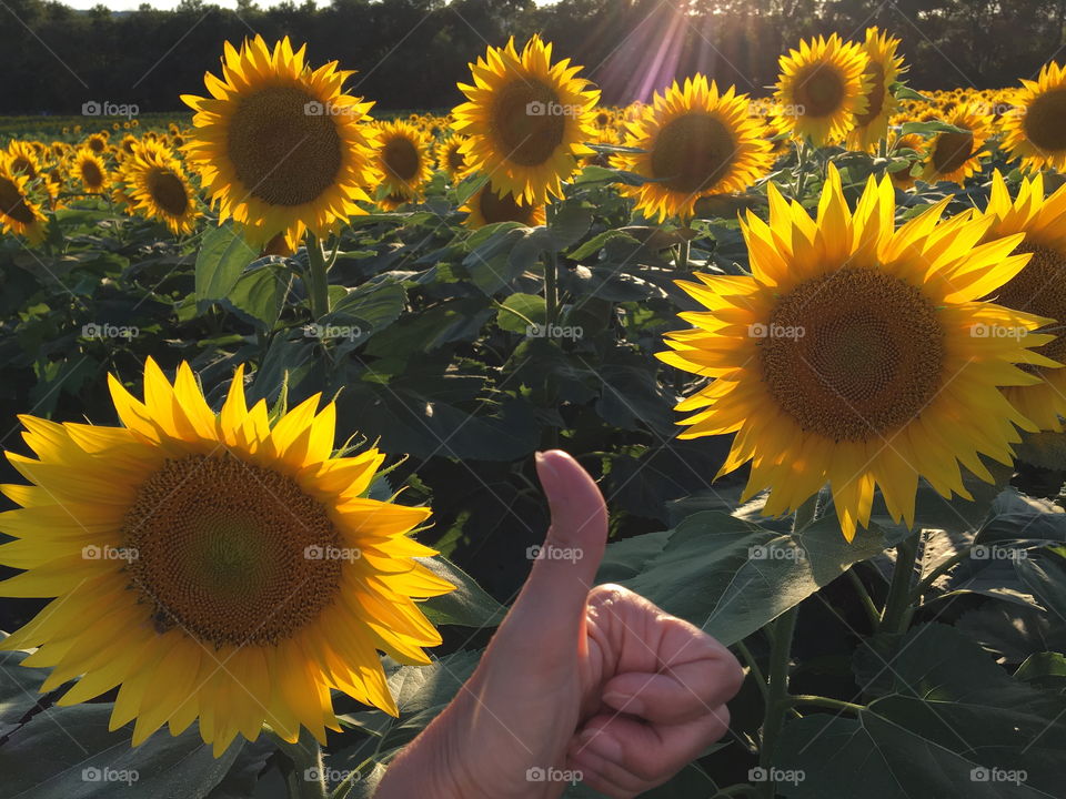 Sunflower field is perfect for a thumbs up
