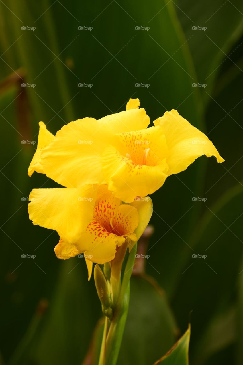 Yellow canna lily flower and beautiful bokeh background