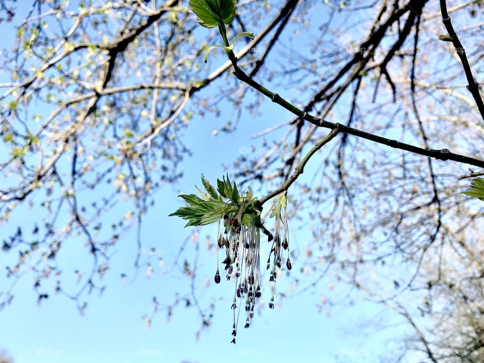 Gorgeous green leaves budding with silhouette tree branches against beautiful blue sky! 