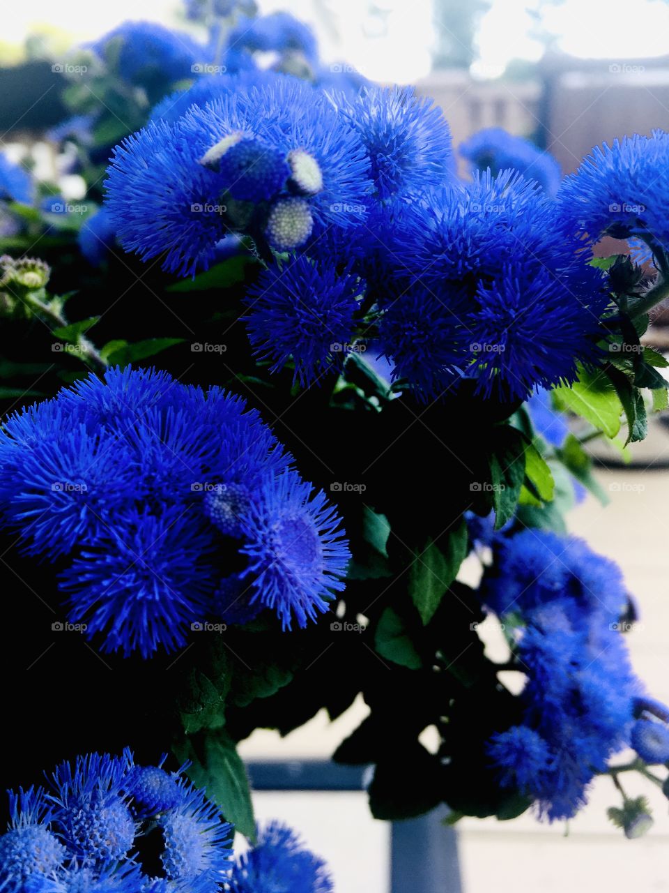 Brilliant blue flowers