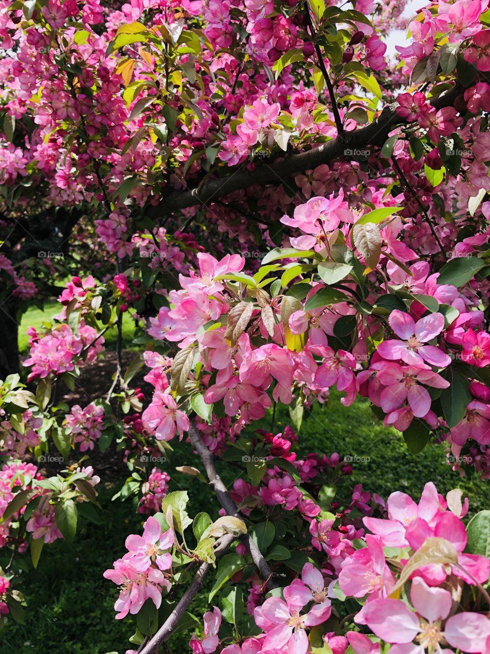 The flowering Crabapples are among the most prized of ornamental trees.  They are best known for their spectacular display of magnificent blooms in spring-an explosion of spectacular display of white, pink, magenta and red.