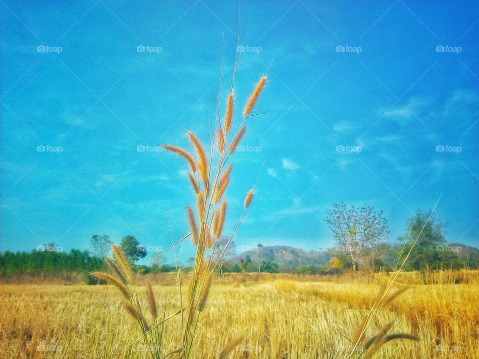 Grass,sky,field,landscape