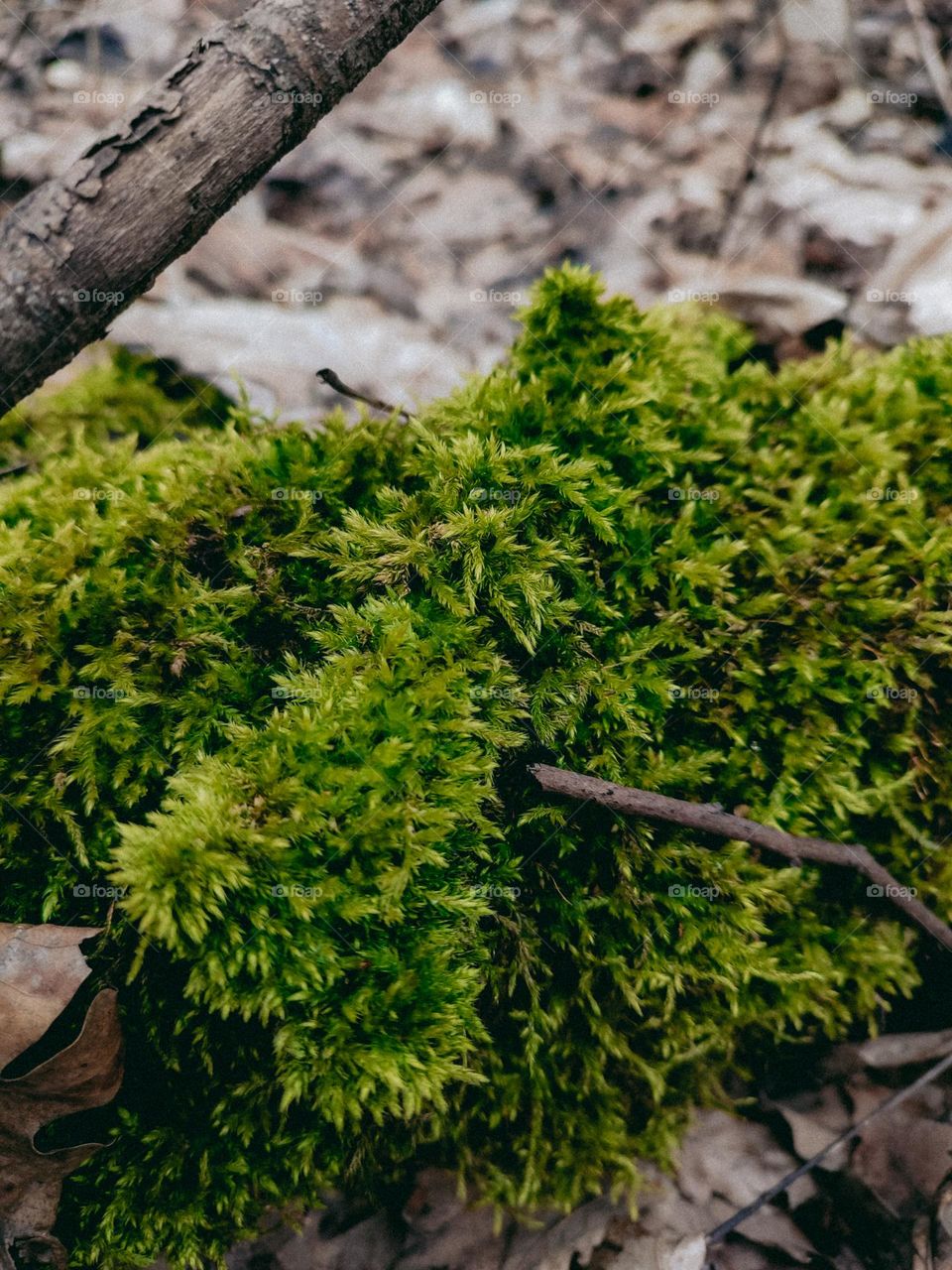 Green moss on wooden log among brown fallen leaves and branches in autumn forest