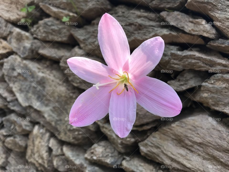 Local flower 