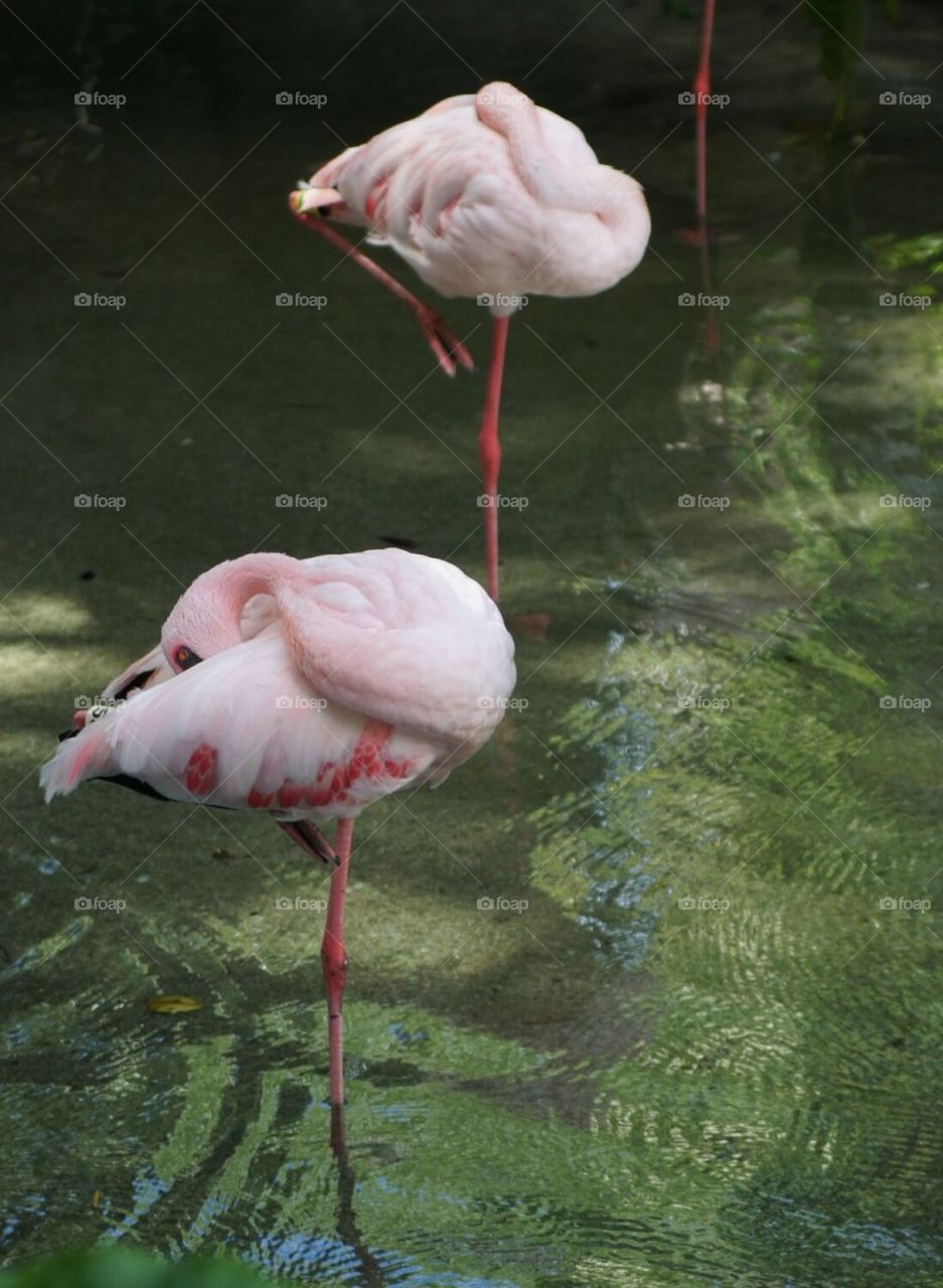 Flamingos on one leg