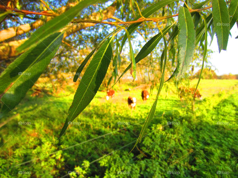 green nature leaves leaf by jaffarali