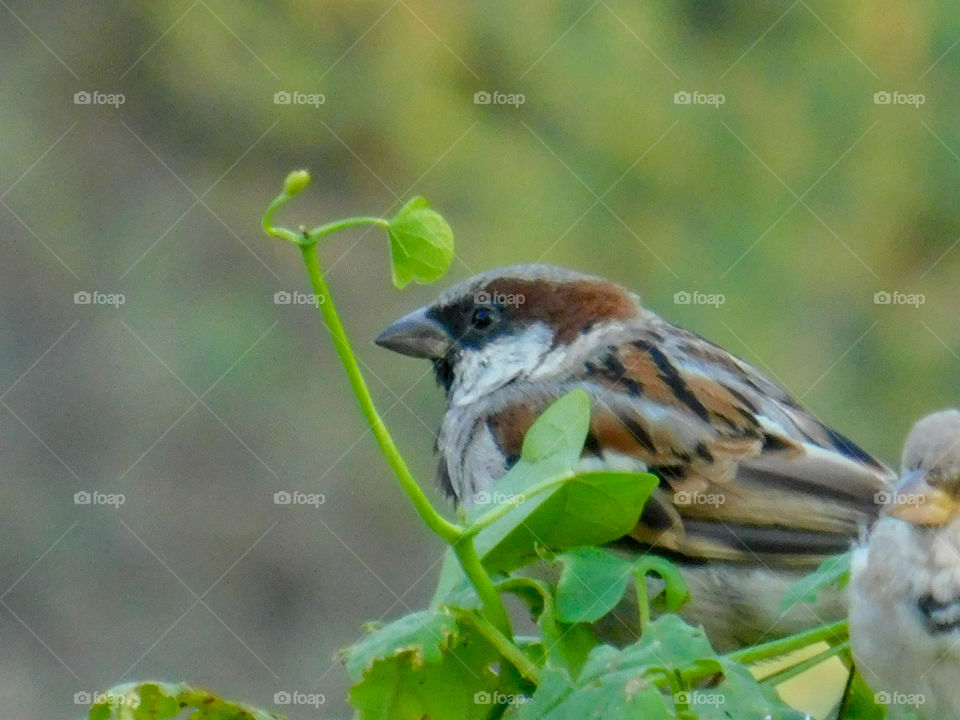Tiny sparrow sitting on creeper. It is grey and brown coloured Indian sparrow.