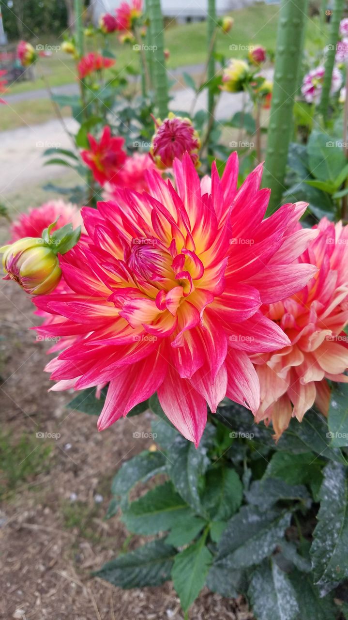 Pink Chrysanthemum