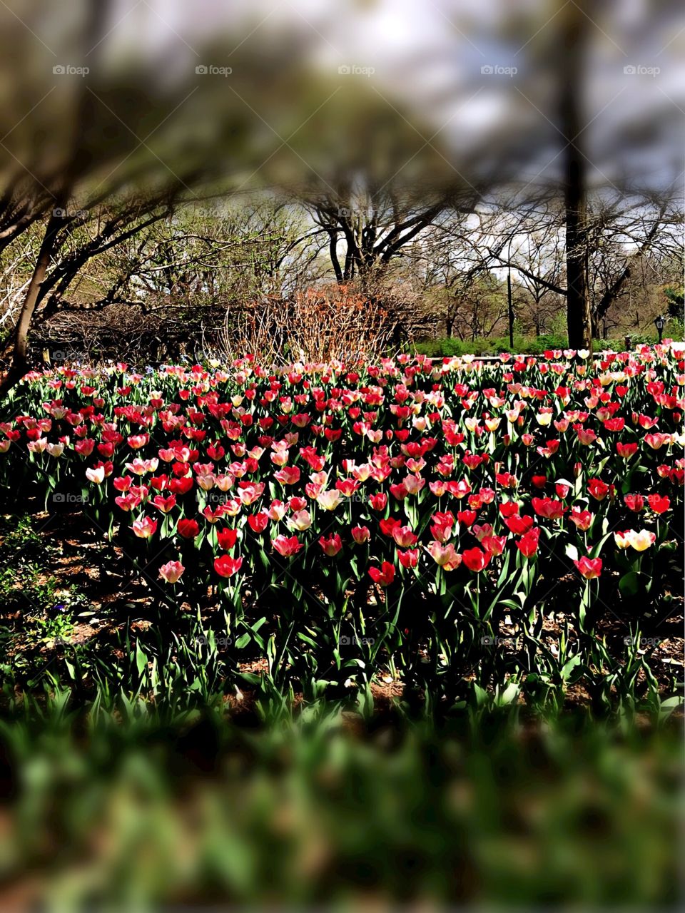 Tulips, Central Parks, Central Park, New York City. Instagram,@PennyPeronto