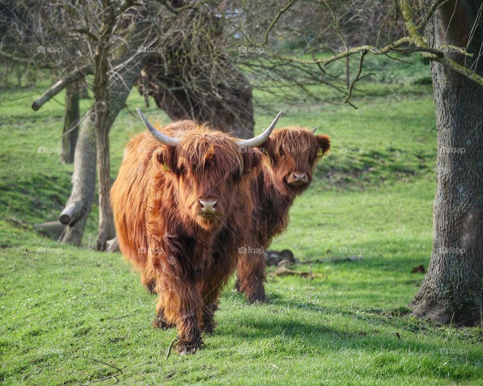 Highland cattle