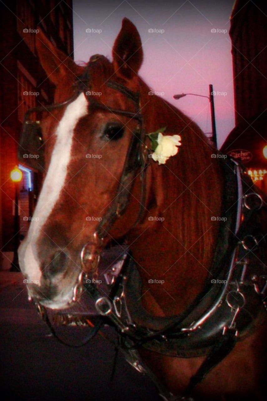 Dallas Horse with Yellow Rose Of Texas