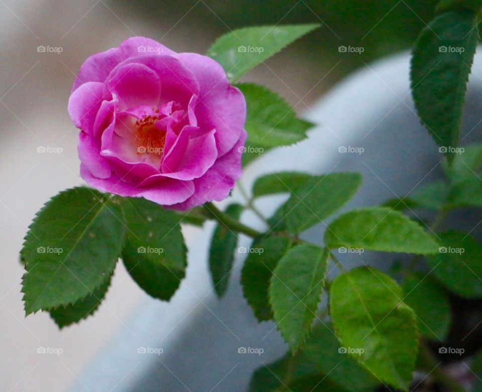 Gentle rose
