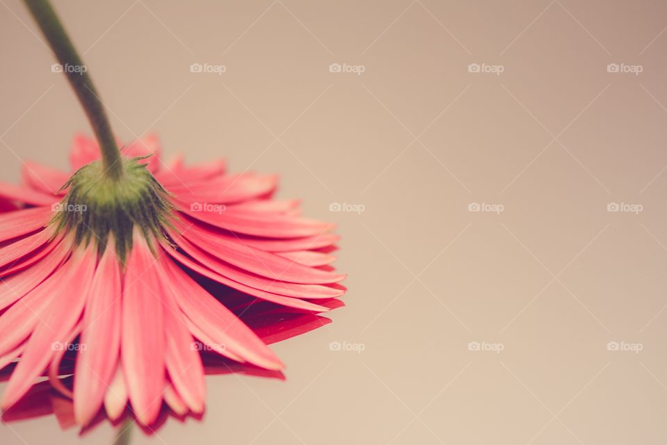 Gerbera
